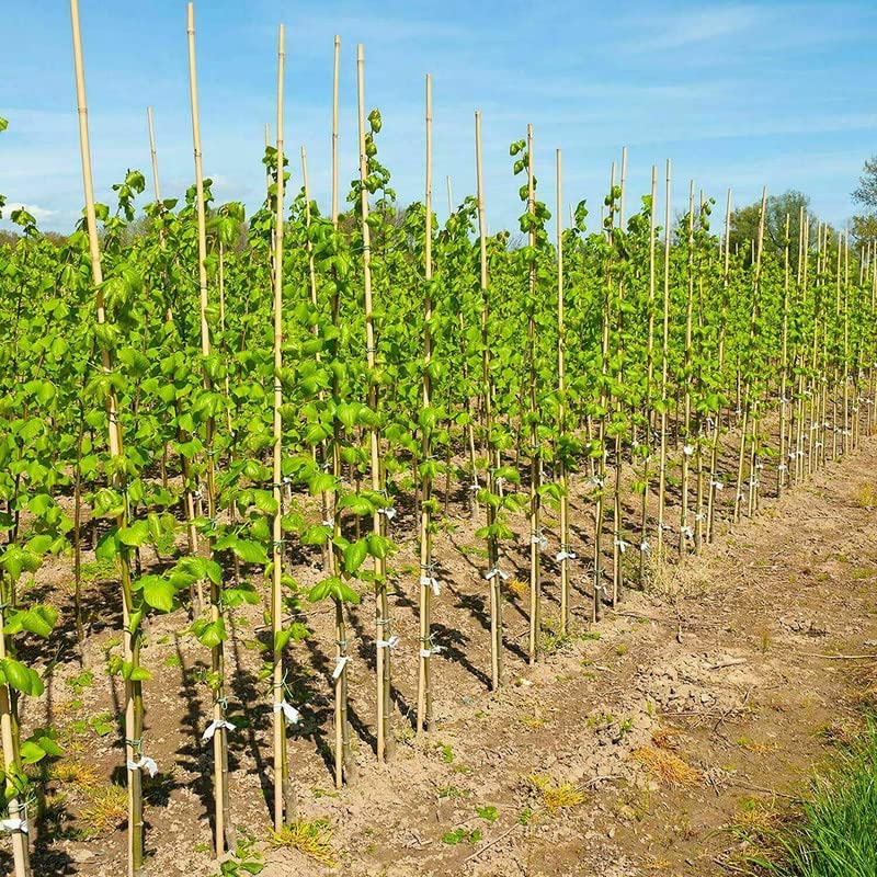TCLPVC 50 Pcs Green Plant Support Sticks Garden Stakes Bamboo Sticks with Yard Florist Tape,Green Garden Sticks for Garden or Home Vegetables Flowers Fruit Support. (48 inch) (B0BBBTVWQD) Amazon Price History, Amazon Price Tracker