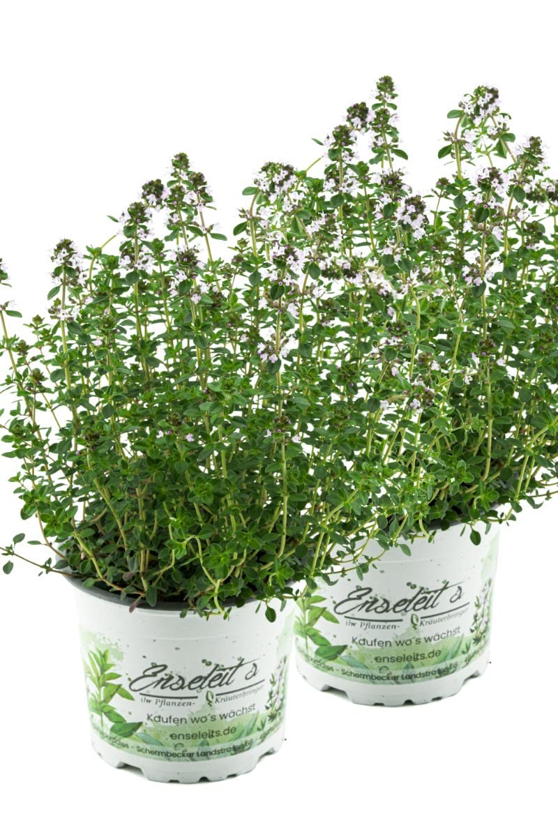 2x Zitronen-Thymian Pflanze, Zitronenthymian, Thymus citriodorus,  Marktfrische Pflanze im Doppelpack 2 Pflanzen : Amazon.de: Garten
