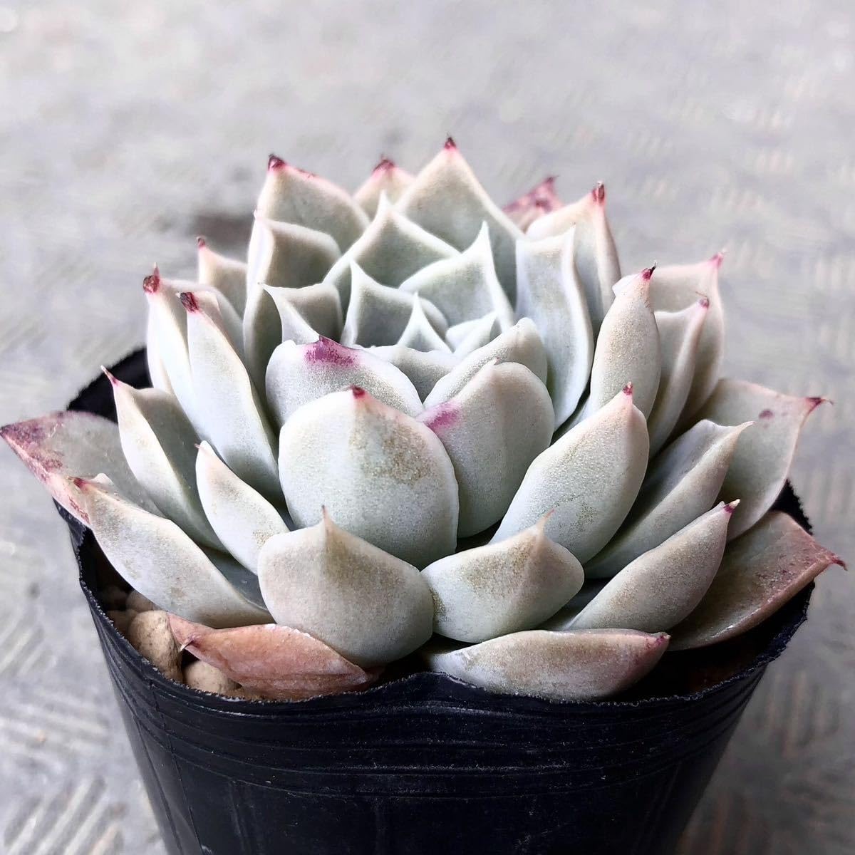 【新入荷】エケべリア韓国苗　リラシナ X サラヒメ群生　多肉植物 　s_6108 新入荷】エケべリア韓国苗 リラシナ X サラヒメ群生 多肉植物 新入荷】エケ