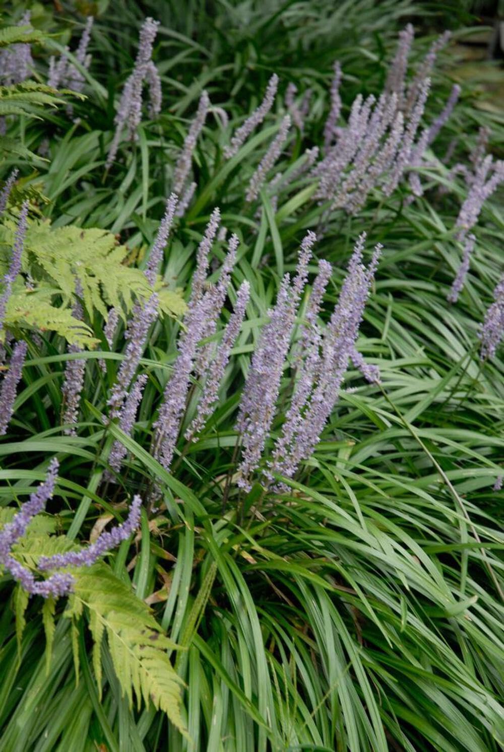Perennial Farm Marketplace Liriope m. 'Big Blue' (Lilyturf) Ornamental Grass, Size-#1 Container, Lilac Colored Flowers