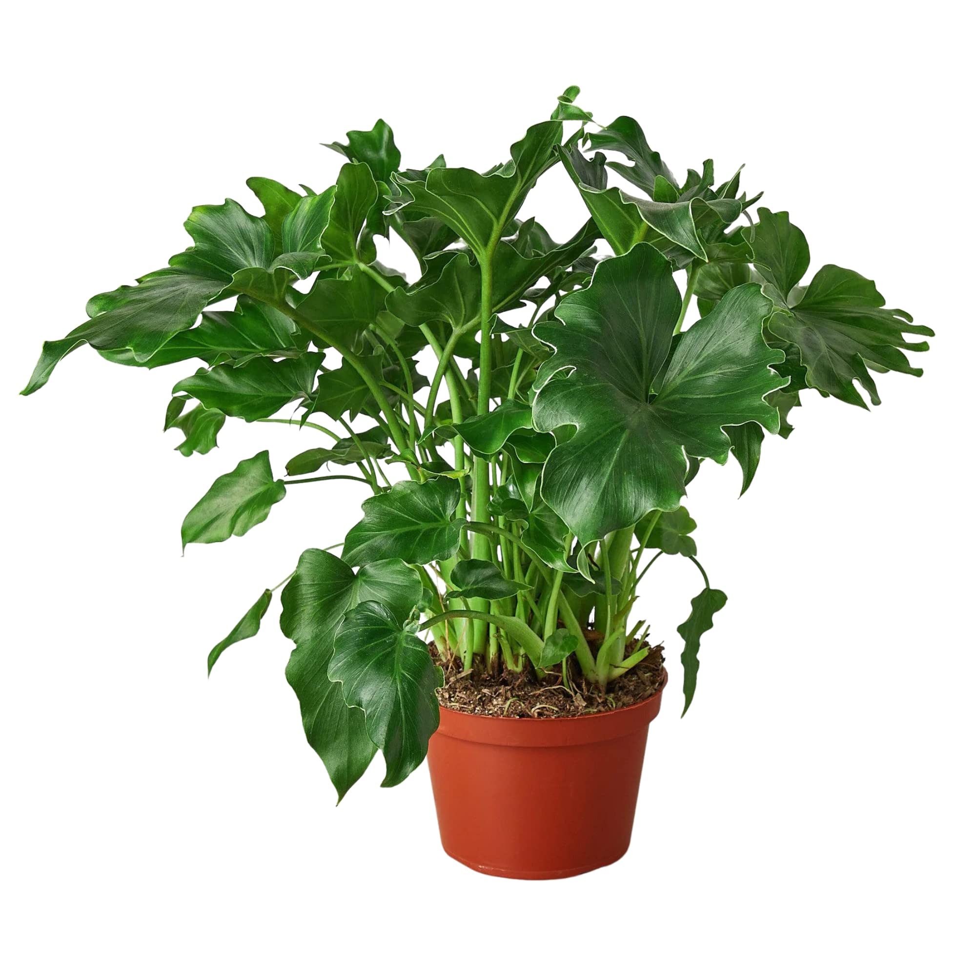 spider monkey plant Curly Spider Plant – Plant and People main image 1