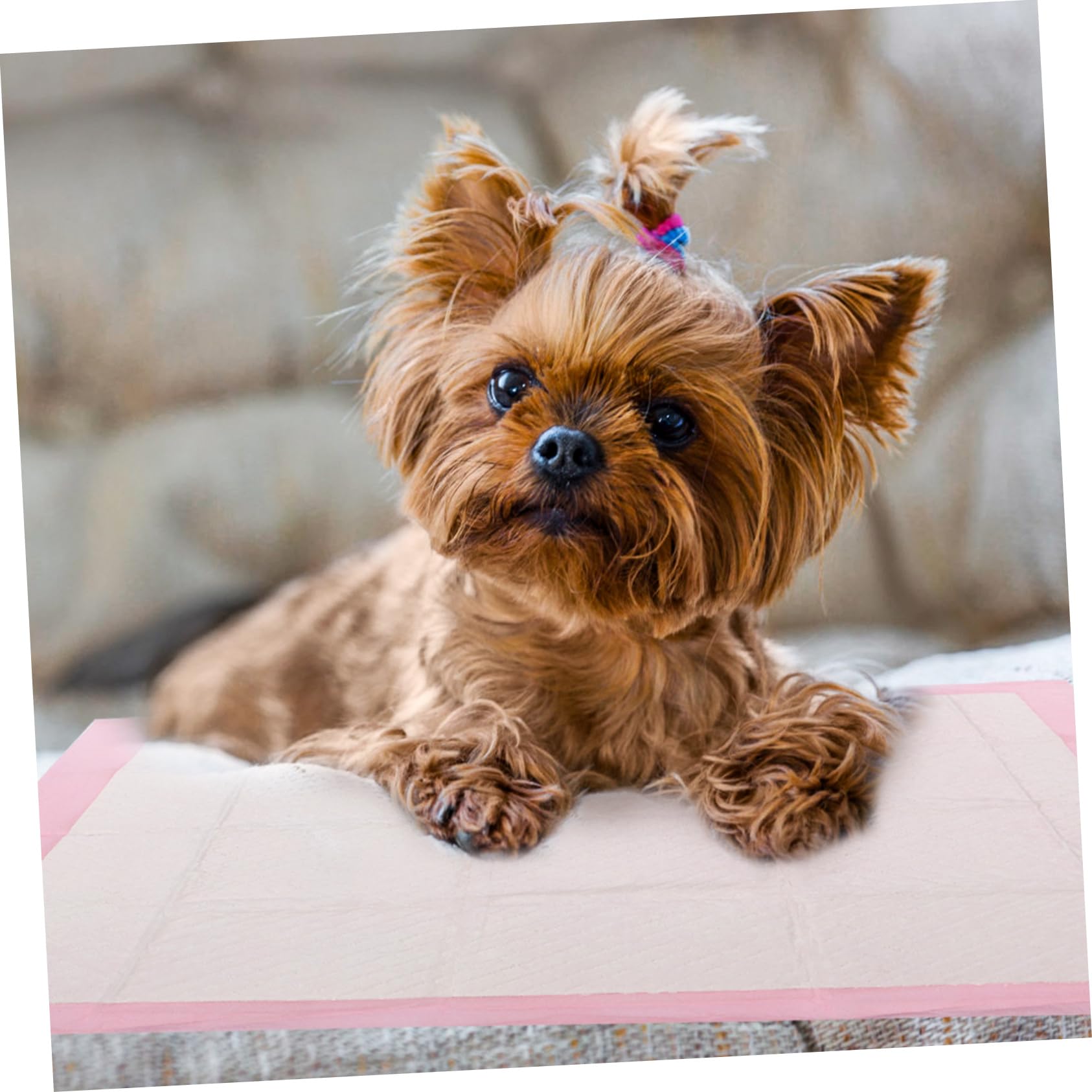 Almohadillas de Entrenamiento para Mascotas Absorbentes, 40 Piezas