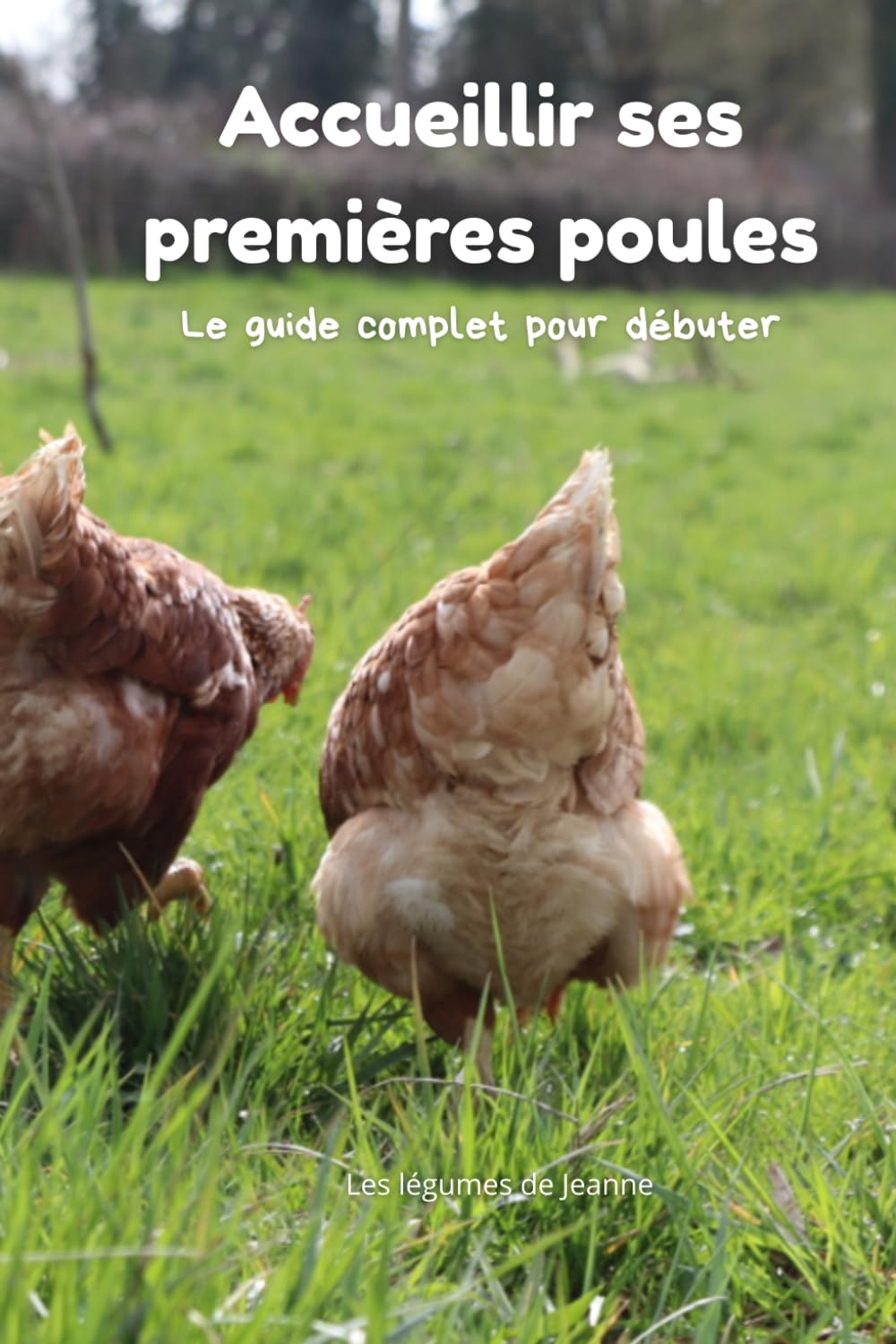 Accueillir ses premières poules: Le guide complet pour débuter