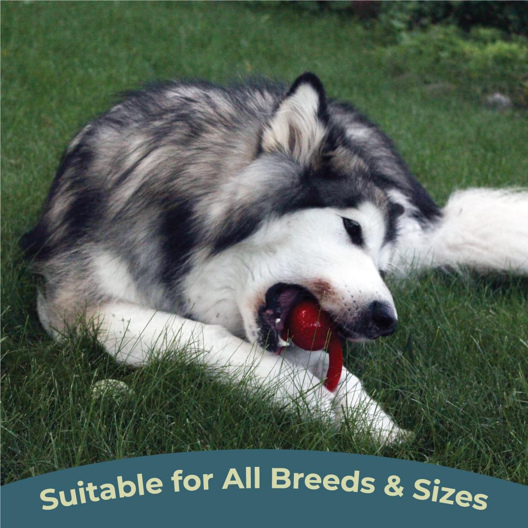 Alpha - Chew - Juguete de goma resistente para perros de tira y afloja para mascotas, elige tu color, 6 pulgadas de largo x 2.5 pulgadas de ancho x 3.5 pulgadas de alto (rojo)