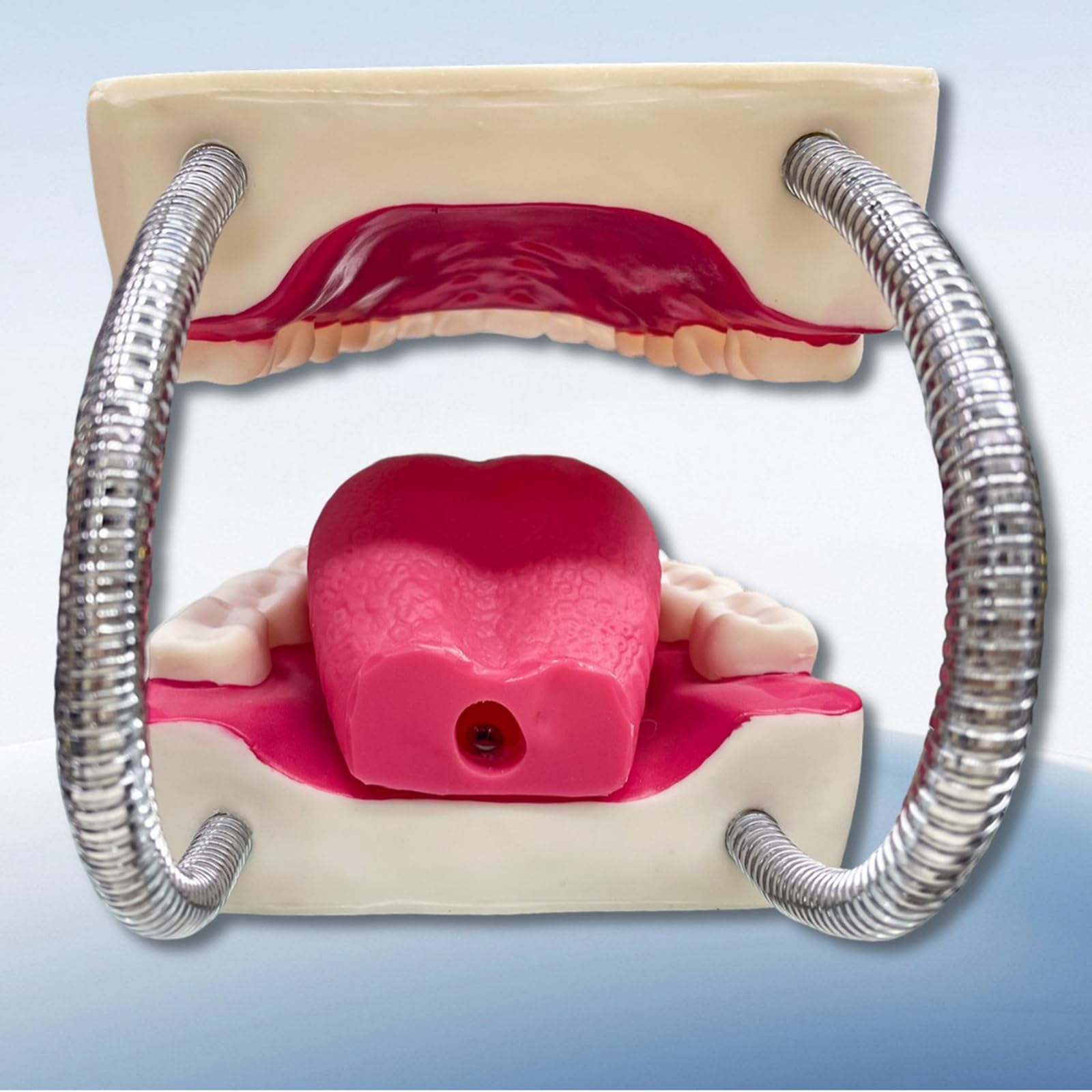 Modello di Denti Standard - Modello di Denti per Educazione - Modello Typodont Standard per Adulti per Dimostrazione di Protesi Dentale per Esposizione Pulita, Educazione