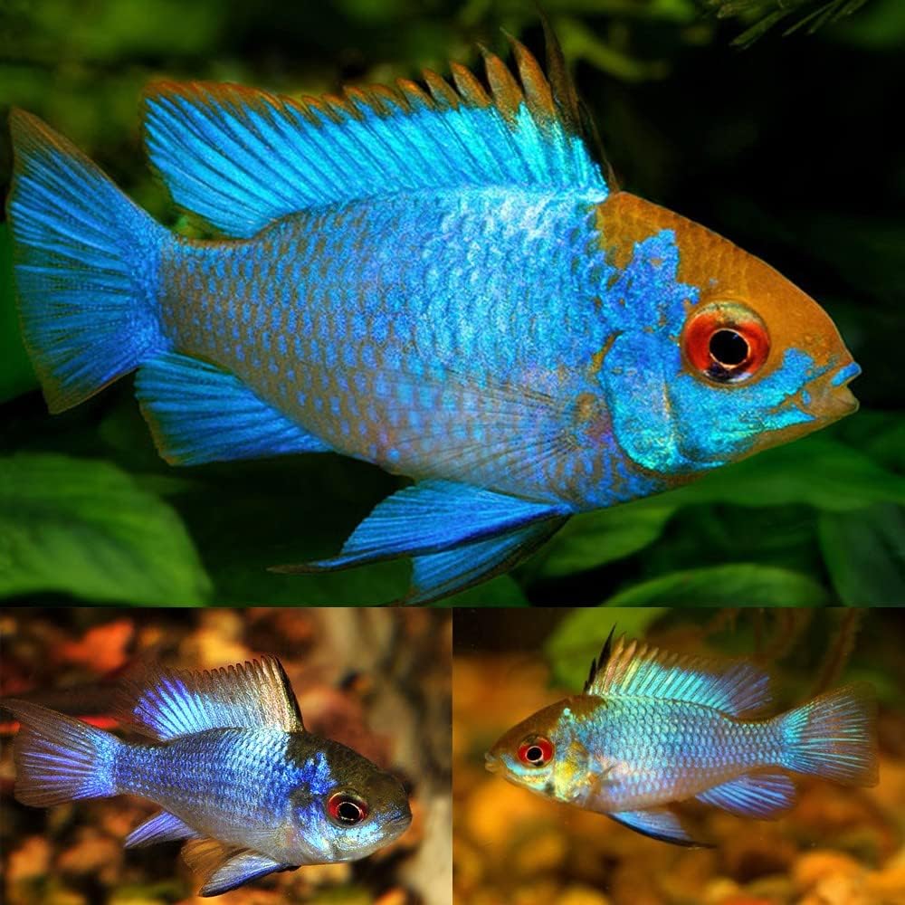 Electric Blue Ram Cichlid (Pack of 2 Fish) - Aquarium Exotic Freshwater Live Fish