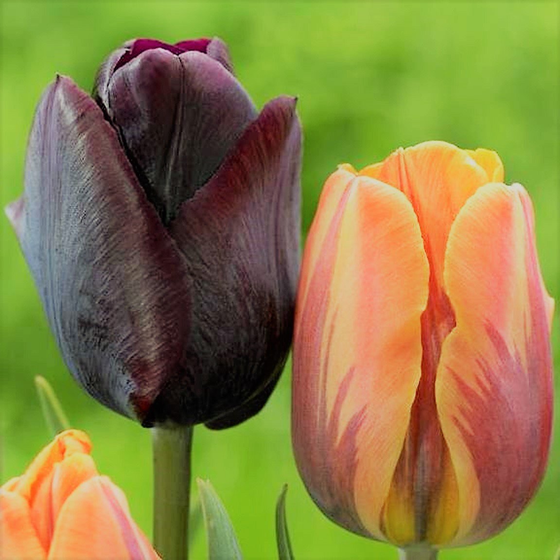 JULIA'S GARDEN-25 MIXED TULIP PRINCESS IRENE & TULIP RONALDO-SPRING BULBS- AWARD OF GARDEN MERIT