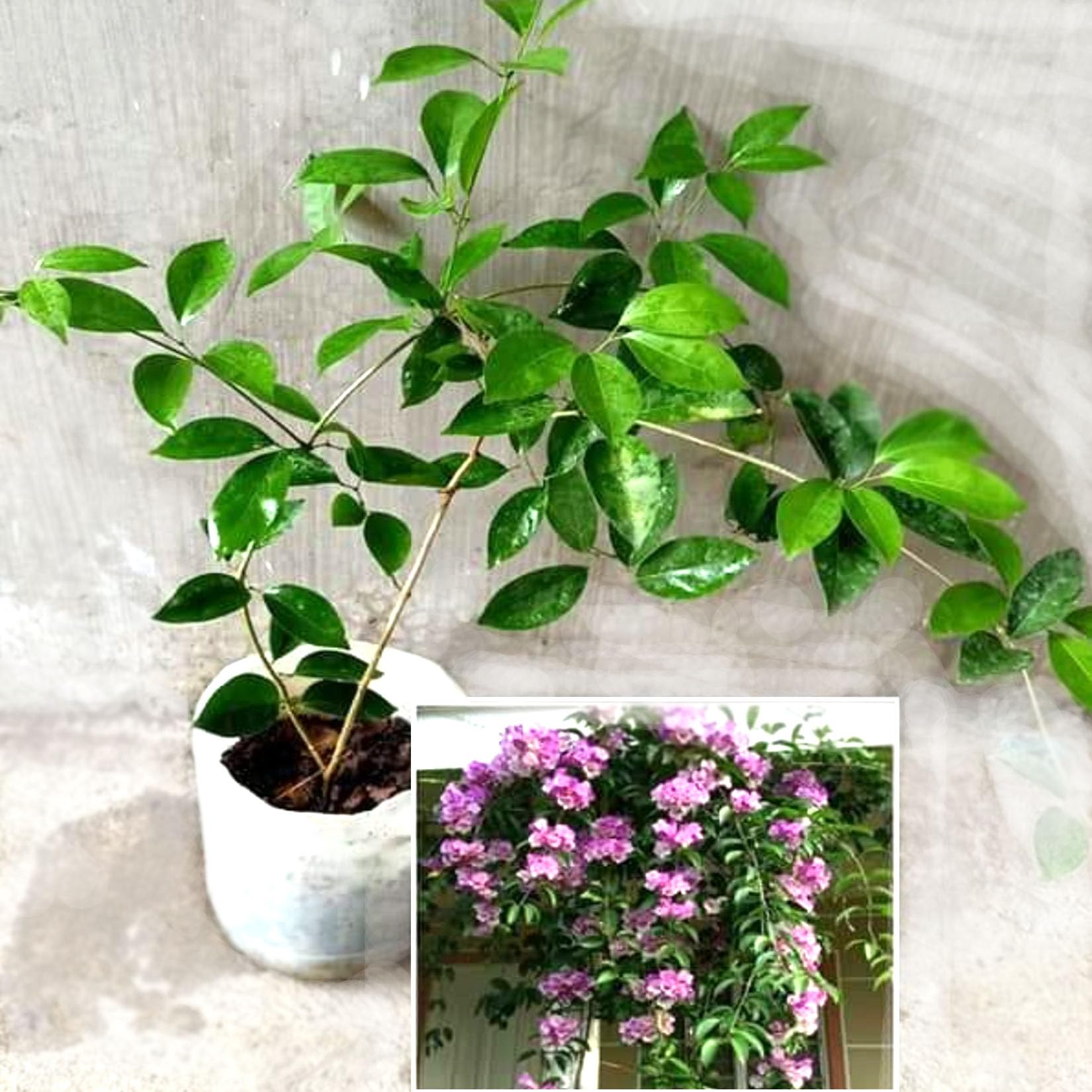 See full amazon price history chart for AGRO ALIVE Garlic Vine Live Flowering Plant Outdoor Garden Balcony Flowering Natural Creeper Low Maintenance plant in growbag AGRO ALIVE Garlic Vine Live Flowering Plant Outdoor Garden Balcony Flowering Natural Creeper Low Maintenance plant in growbag (B0C86QTL6T) Amazon Price History, Amazon Price Tracker