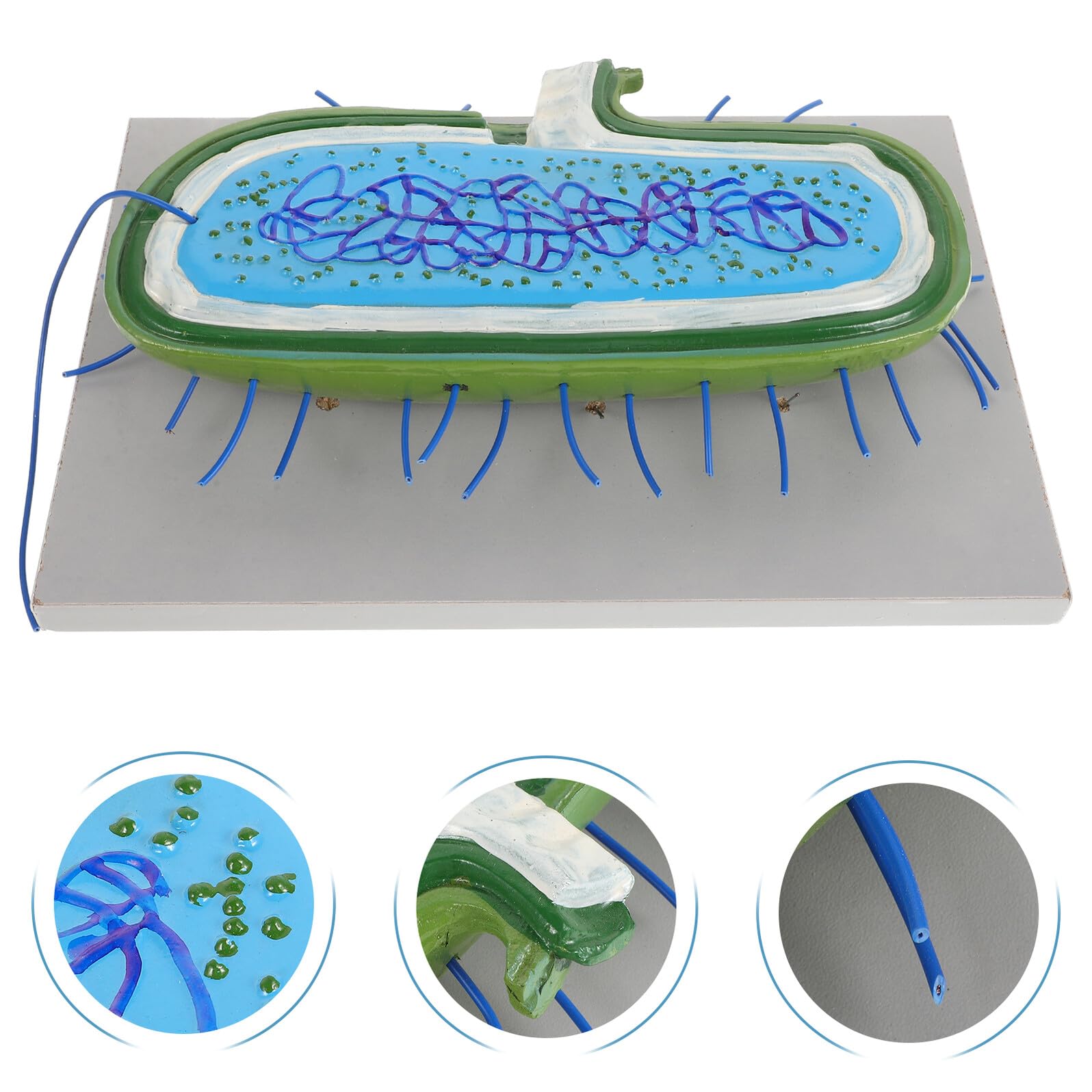 VICASKY Microbiologico Educativo in Pvc Struttura Realistica per Insegnamento Biologia e Laboratorio Decorativo per Studenti e Ragazzo Ragazza