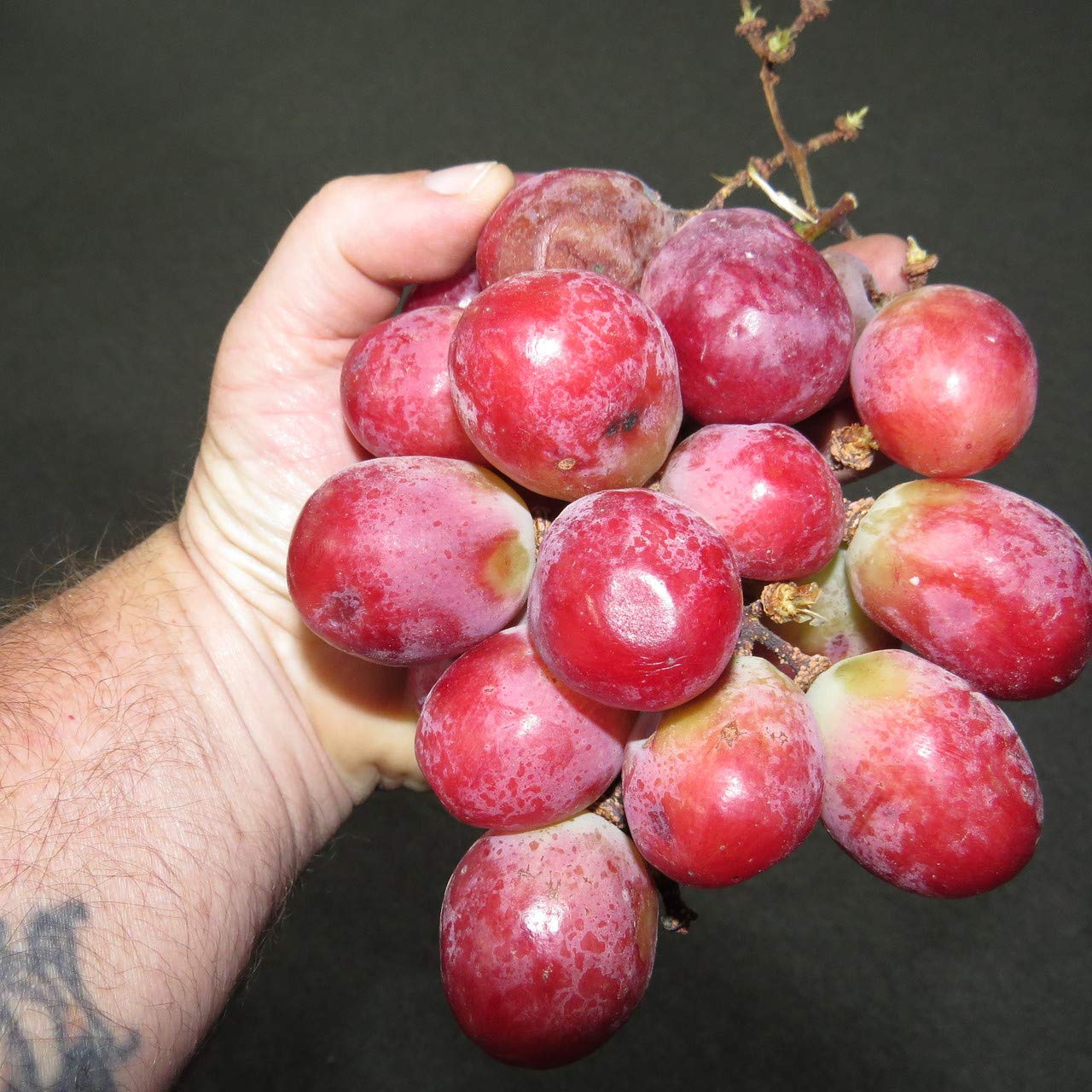 Amazon.com : 1003-Giant Red Grape Seeds by Robsrareandgiantseeds