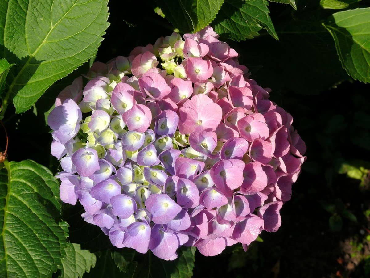 Verdecora Hortensia en Maceta 3L | Hydrangea Macrophylla | Arbusto Ornamental de Grandes Flores en Tonos Azules, Rosas o Blancos | Ideal para Jardín, Terraza o Balcón