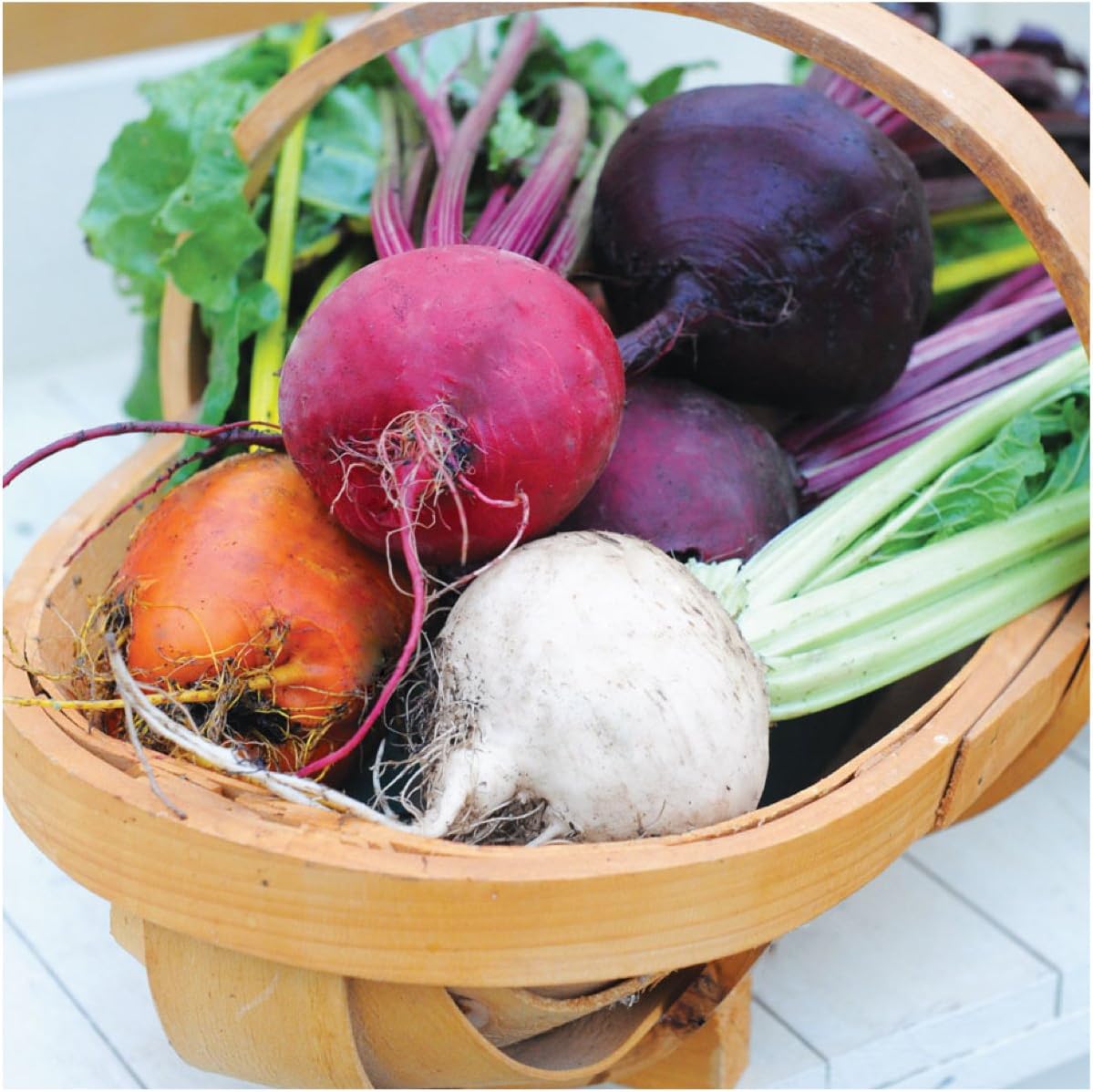 Seed Needs, 1,500+ Rainbow Beet Seed Mixture - 8 Variety Heirloom Mix (Beta vulgaris) Bulk Non-GMO