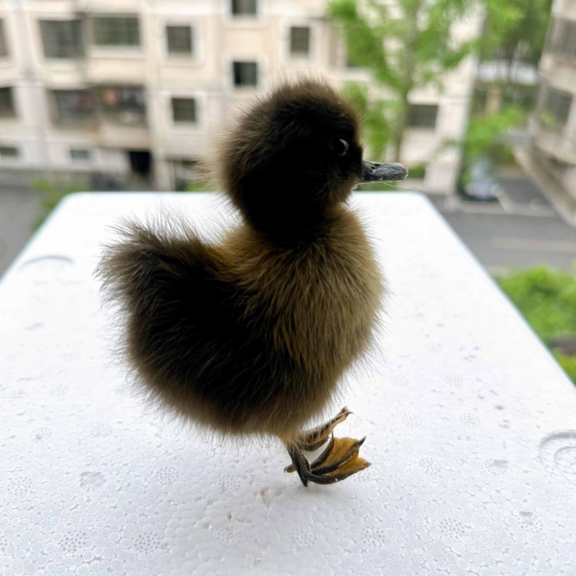 Animal specimens Filled with Real Eurasian Chicken/Duck specimens Teaching/Decoration/Props Decoration (Black - Duckling)