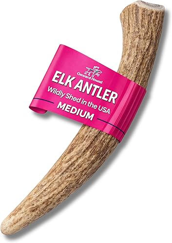 Onward Hound Elk Antlers for Dogs – Deer Antler for Dogs, 6"+ Medium Whole Natural Chew, Long Lasting for Aggressive Chewers, Premium Grade A Naturally Shed USA Elk Antlers, 1-Pack