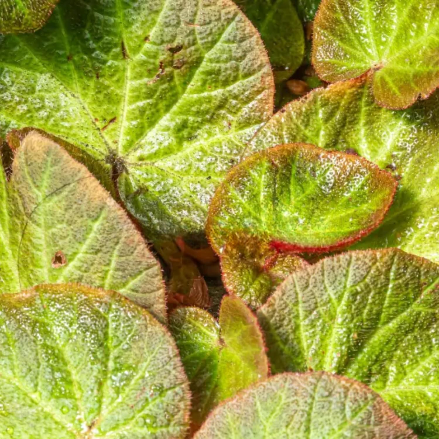 3 Packs Summer Begonia Angel Wing Maculata Live Plants, 5-9 Inch Tall, Indoor Outdoor Polka Dot Begonia