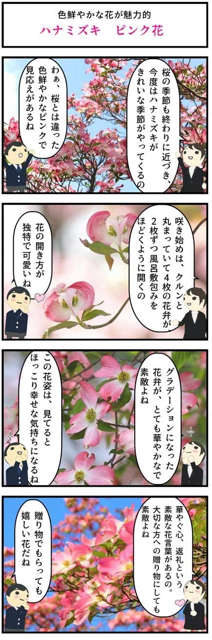 Amazon ハナミズキジュニアミス 花