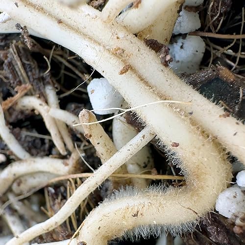 Miniatura 4 de Noot Mezcla orgánica para macetas, sin tierra, fibra de coco perlita, estimulante de raíz prehidratado, fertilizante de micorrizas. Planta de