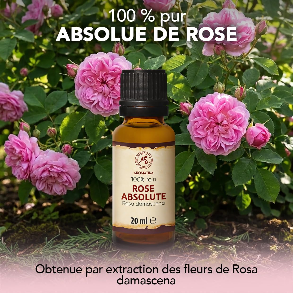 Absolue de Rose 20 ml - Huile pour Diffuseur d'Arômes et Lampe Aromatique