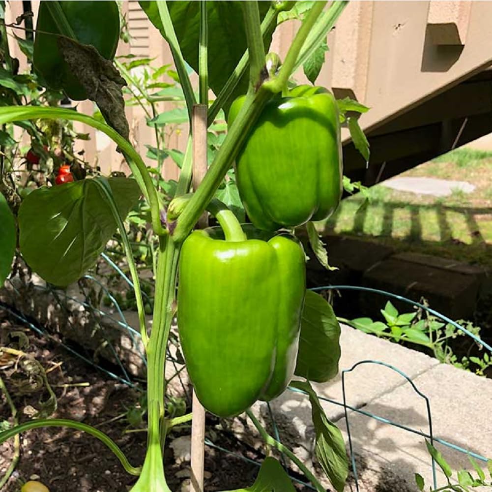 JIGNISHASEEDS Capsicum Seeds F1 Hybrid Home Balcony Vegetable Garden (Pack Of 50 Seeds) (B0B4WVVWDT) Amazon Price History, Amazon Price Tracker