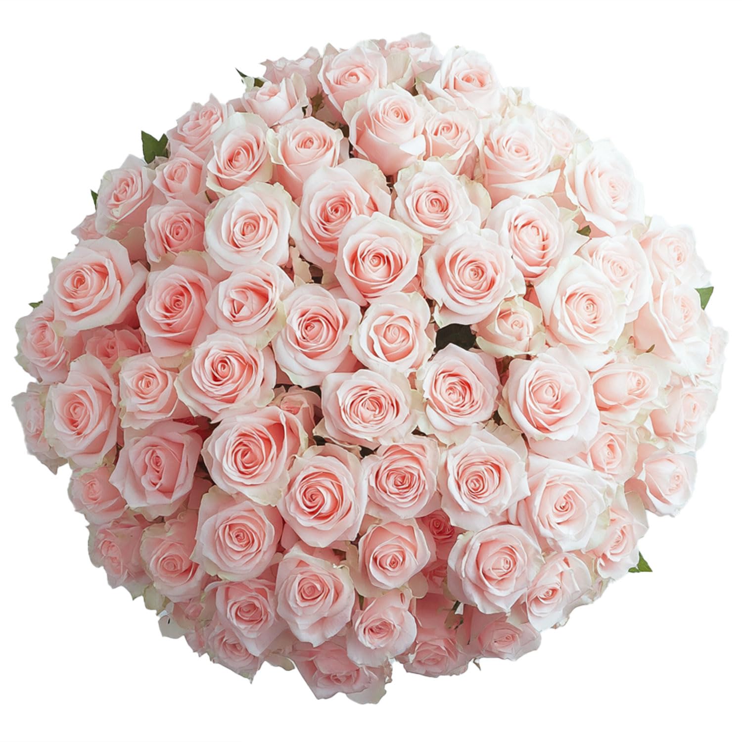 Amazon.com : GlobalRose 500 Pink Roses Bouquet - Responsibly
