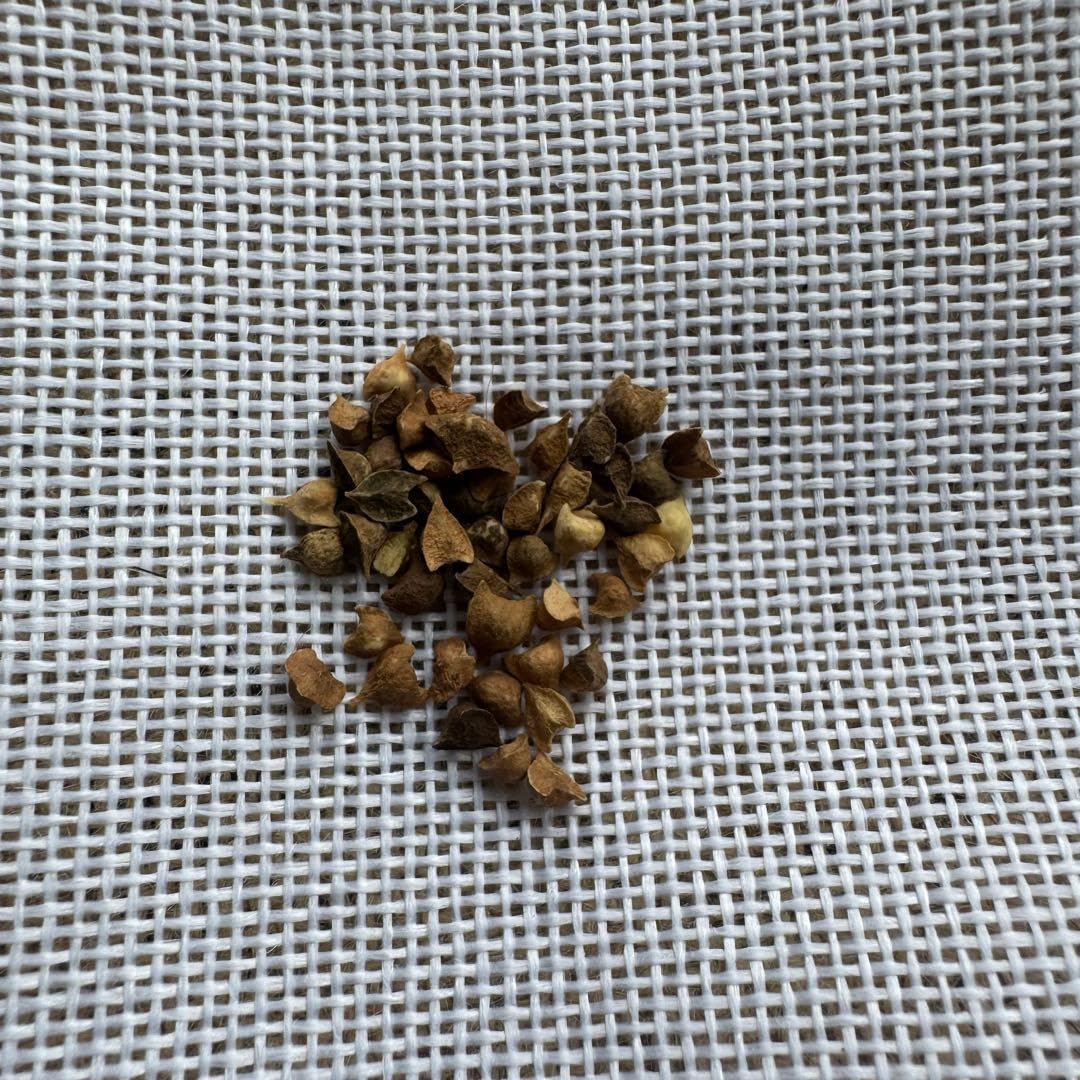 種10粒 ボスウェリア リバエBoswellia rivae