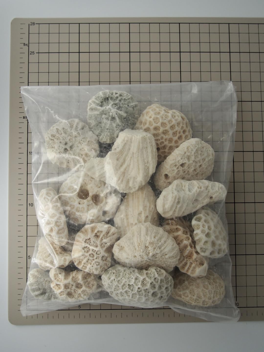 貝殻　サンゴ Amazon.co.jp: 【貝殻の問屋さん】サンゴ石【5cm前後/約1kg