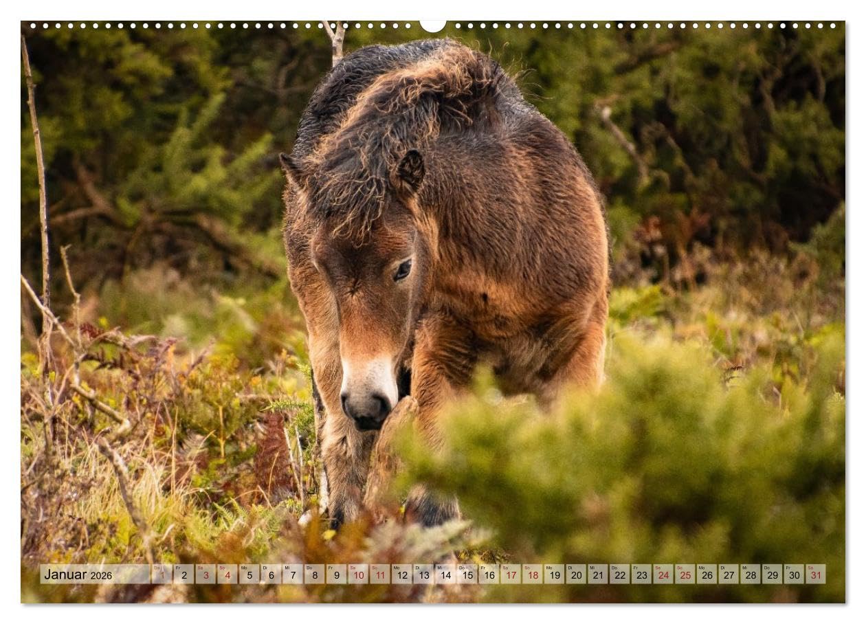Wildperde - die Magie der Natur (hochwertiger Premium Wandkalender 2026 DIN A2 quer), Kunstdruck in Hochglanz: Magie wilder Pferde (CALVENDO Tiere)