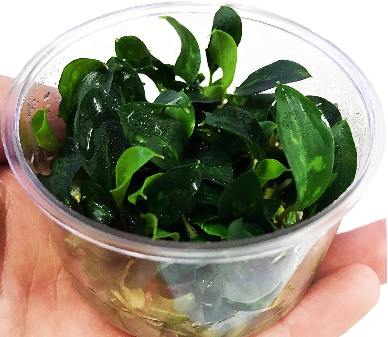 (Piptospatha Ridleyi) Live Aquarium plants in Tissue Cup Anubias, Cryptocoryne, Bucephalandra, Piptospatha Ridleyi and More 100% Pest Snail and Algae free by Greenpro