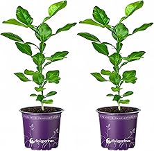 Kaffir Lime Caffir Lime (Citrus-hystrix) Mauritius-Papeda Set of 2