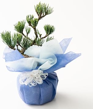 Bonsai, Pine Present, Gift, Birthday, Anniversary, Promotion, Retirement, Opening Celebration, Five Leaf Pine, Potted Plant, Blue