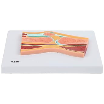 Axis Scientific Life Size Knee Joint Cross Section Anatomy Model Human Body Replica of Knee, Includes Product Manual, Students Medical Professionals Professors Display