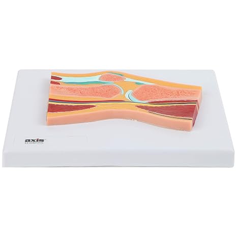Axis Scientific Life Size Knee Joint Cross Section Anatomy Model Human Body Replica of Knee, Includes Product Manual, Students Medical Professionals Professors Display