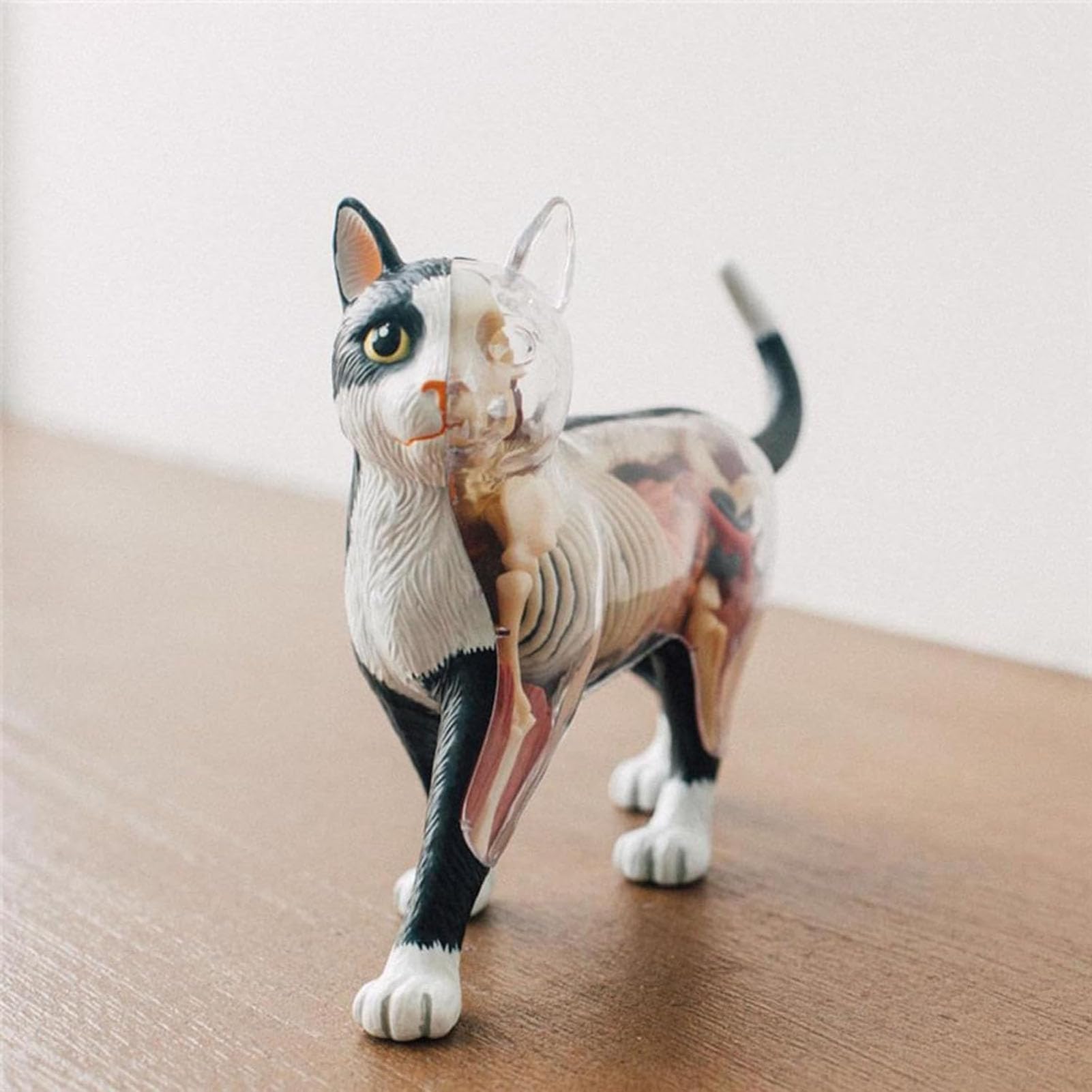 Cat Anatomy Model 4D Vision, 28 organi staccabili per addestramento veterinario e dimostrazioni didattiche, strumento educativo per l'apprendimento dell'anatomia animale