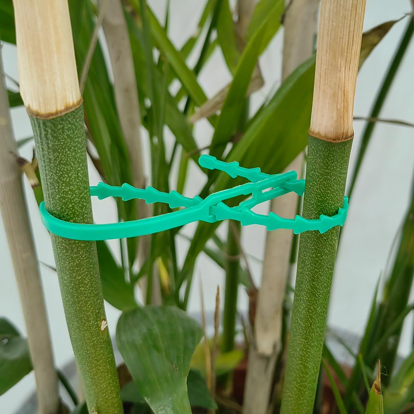 Lysjoy 100 Piezas Bridas Ajustables para Plantas, (13/23 cm) Lazos de Jardinería Reutilizables de Plástico Verde, Sujeción para Tomates, Plantas Trepadoras y Árboles, Resistentes a la Intemperie — view 5