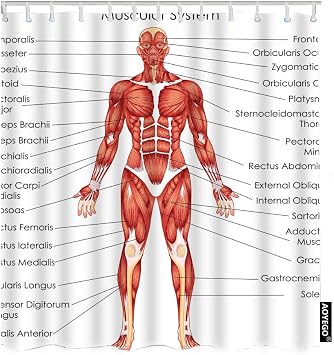 AOYEGO Biology for Muscular System Diagram Shower Curtain with Hooks Medical Education Chart Body Anatomical Fabric Shower Curtain Decorative 60x72 Inch Polyester for Bathrooms Bathtubs Farmhouse