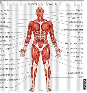AOYEGO Biology for Muscular System Diagram Shower Curtain with Hooks Medical Education Chart Body Anatomical Fabric Shower Curtain Decorative 60x72 Inch Polyester for Bathrooms Bathtubs Farmhouse