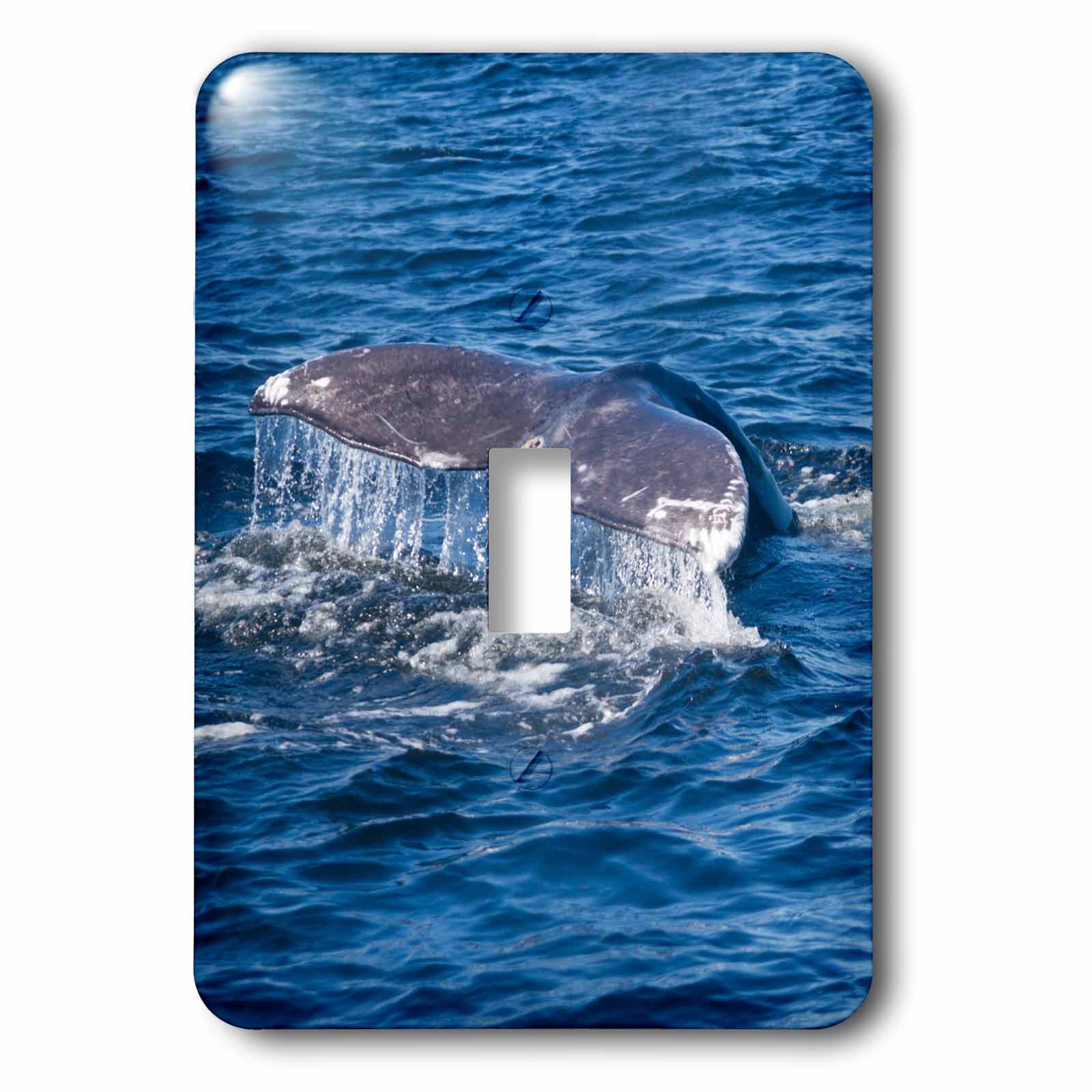 3dRoselsp_226714_1 Canada, Pacific Rim National Park Reserve, Gray Whale Tail Toggle Switch, Mixed