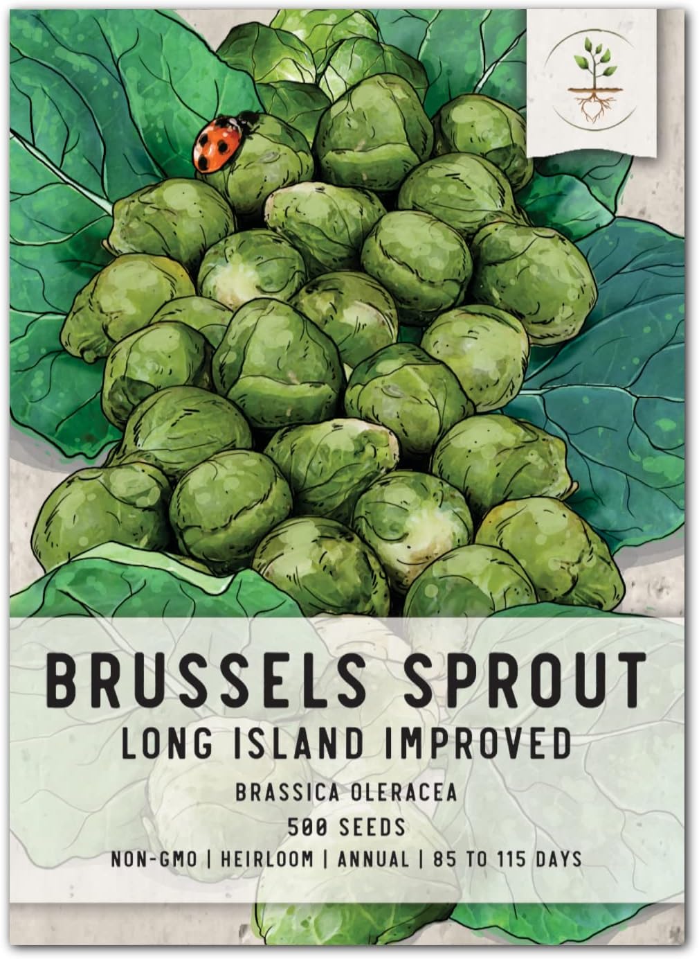Seed Needs, Brussels Sprout Long Island Improved Seeds for Planting (Brassica oleracea) Single Package of 500 Seeds - Heirloom, Non-GMO & Untreated