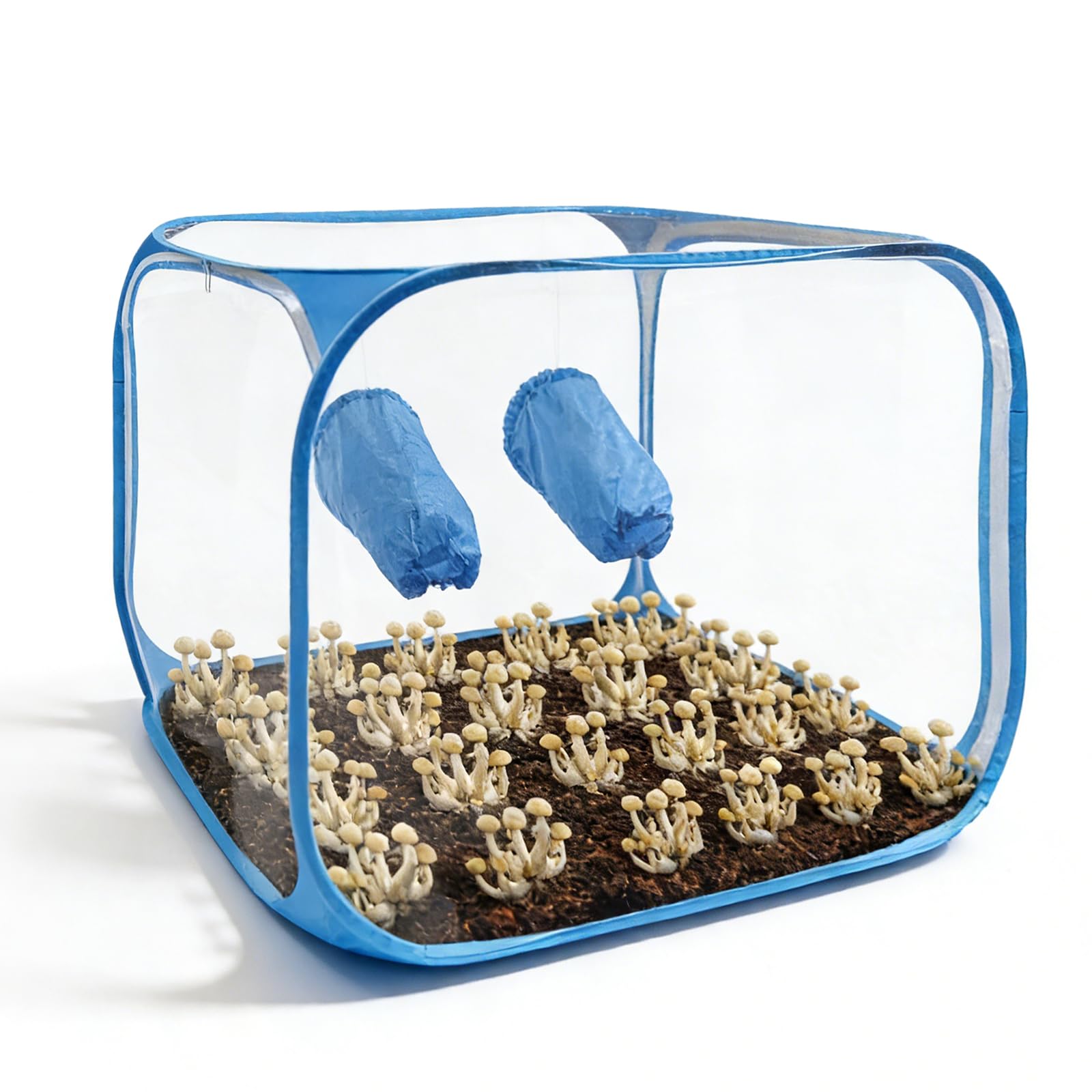Tragbarer Pilzzuchtbehälter: 60 x 60 x 90 cm Klappbarer Pilzzucht-Stillluftbox mit Zwei Armöffnungen, Pop-up-Pilzzuchtzelt-Kit für Pilzee wie Enoki Pilze, Heilpilze, Pilze im Allgemeinen(Blau)