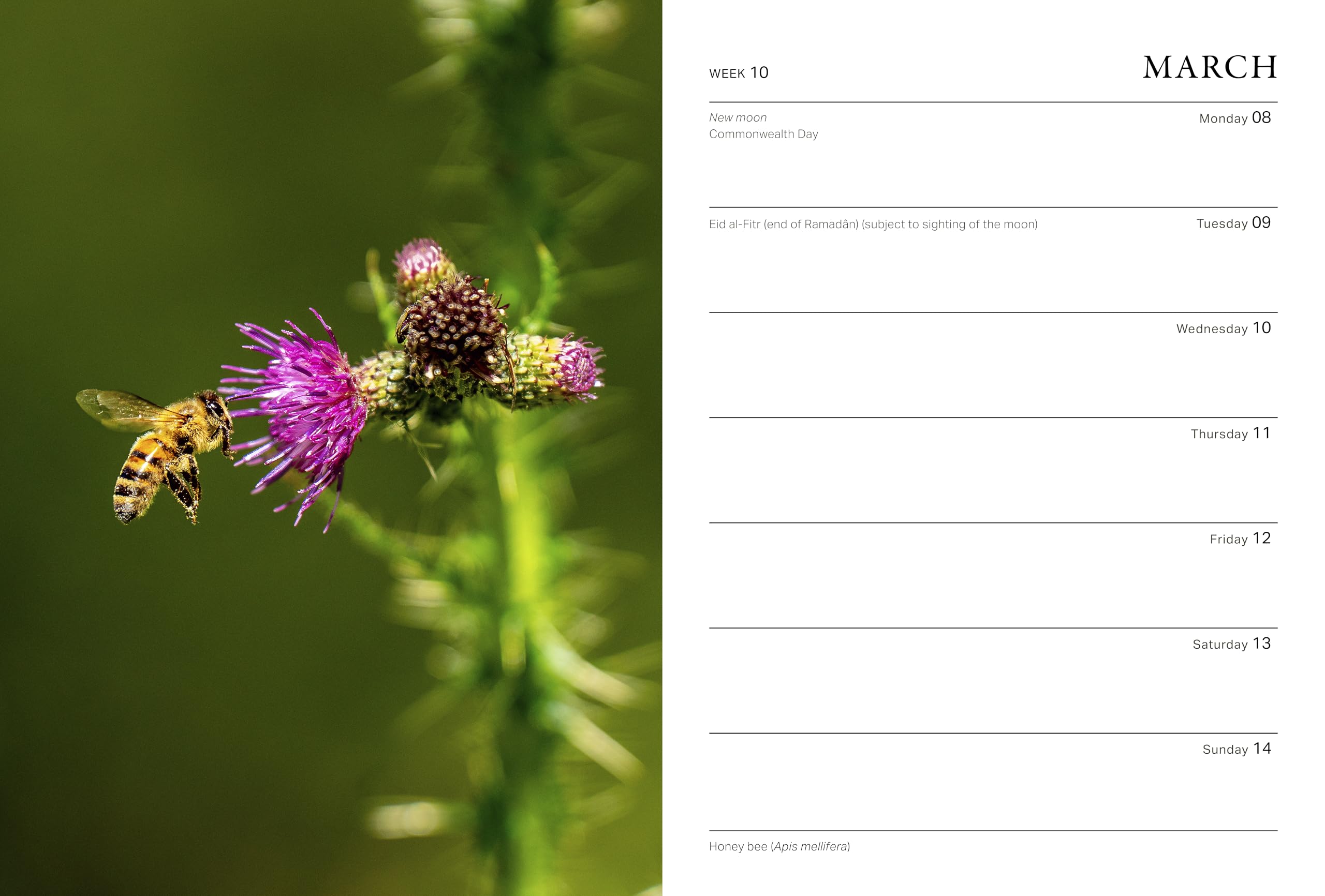 RHS Wild in the Garden Diary 2027