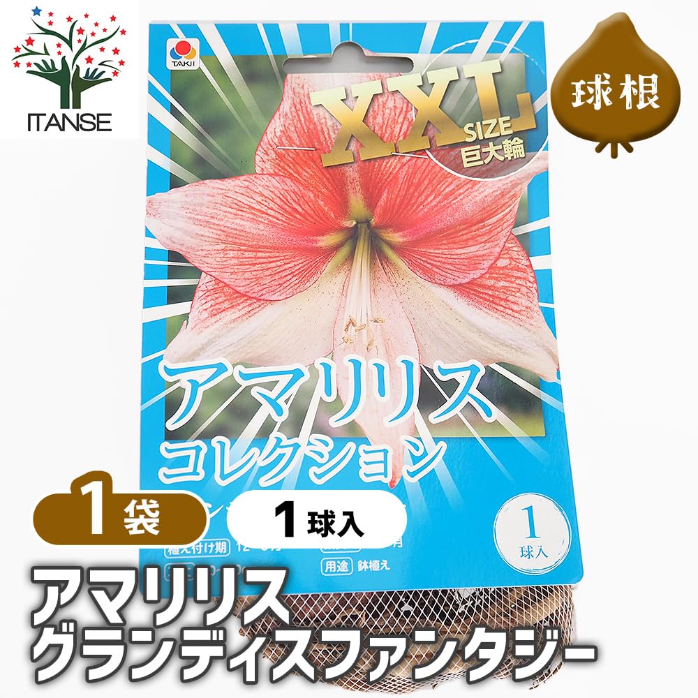 Amazon.co.jp: ITANSE 球根 アマリリス 特大XXLサイズ