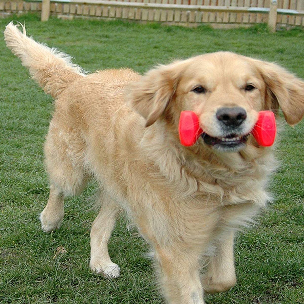 BLACK DOG Attractive Cotton Poly Mix Toys Suitable for Small & Medium Puppies Combo of Tennis Ball, Cotton Rope, Squeeze, Chew Rope Ball, Plastic Dumbly Toys (Buy One Combo Get One Chew Bone Free) 1