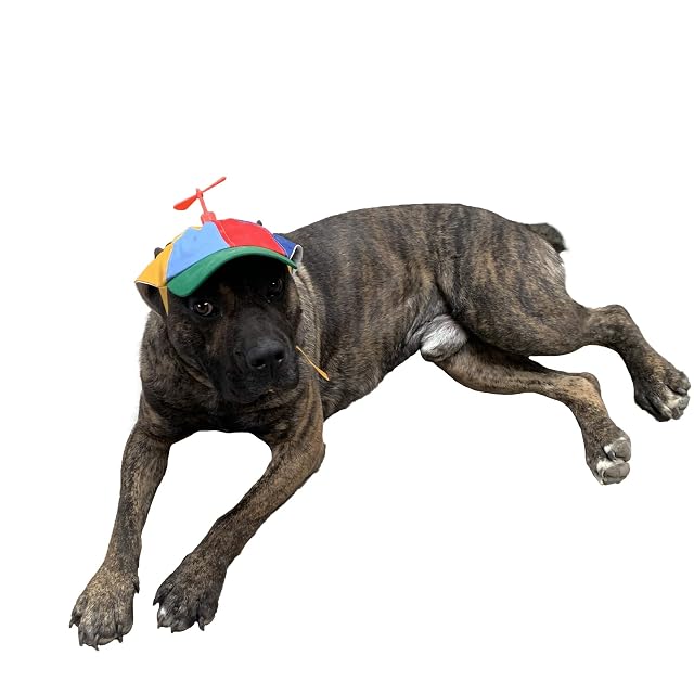 GEANBAYE Sombreros para Perros con Divertida hélice, tamaño y Cuerda, Doble Ajuste