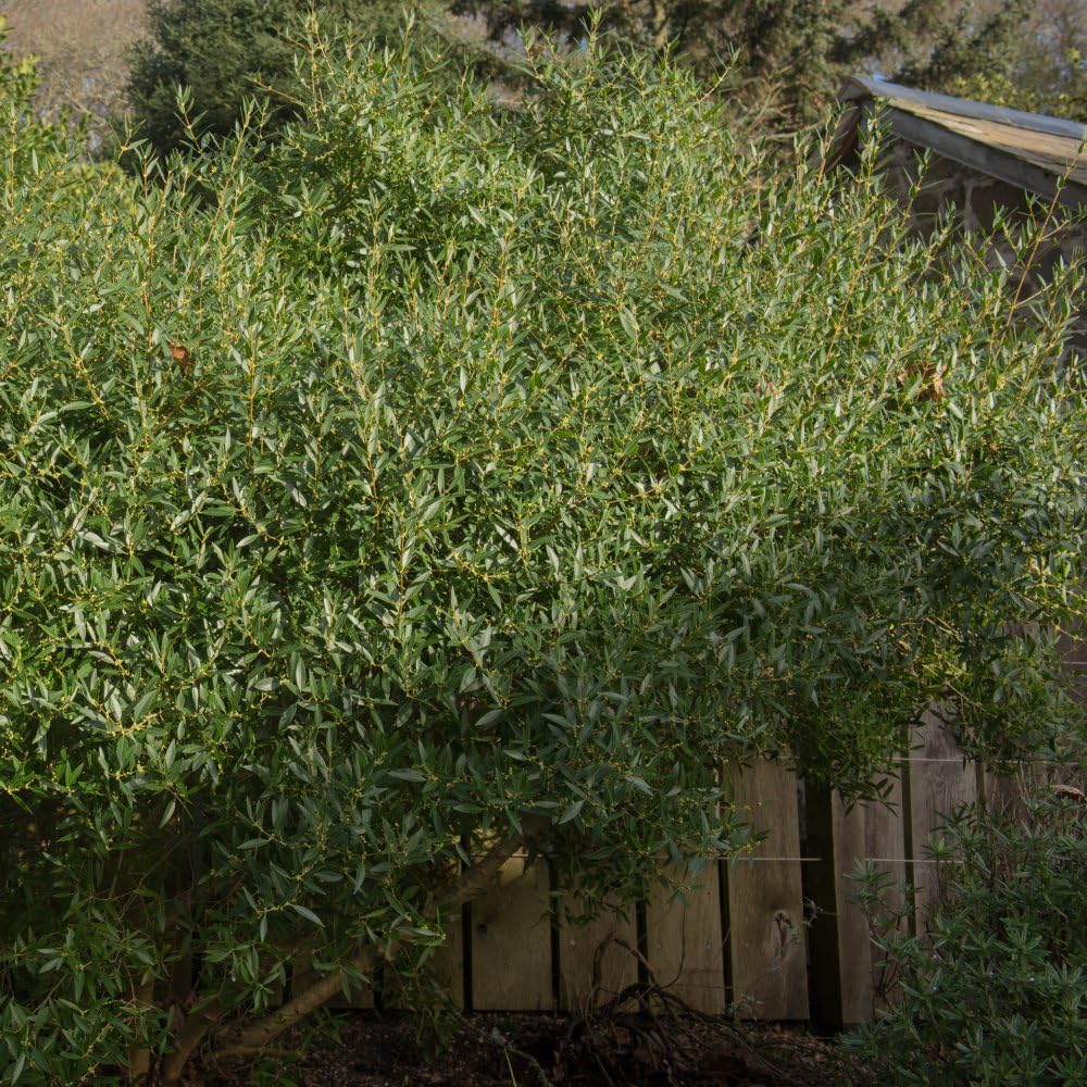 Phillyrea angustifolia Evergreen Shrub Salt-Tolerant with Fragrant Creamy White Flowers and Black Berries Ideal for Coastal Areas 1X 3.6 Litre Pot by Thompson and Morgan