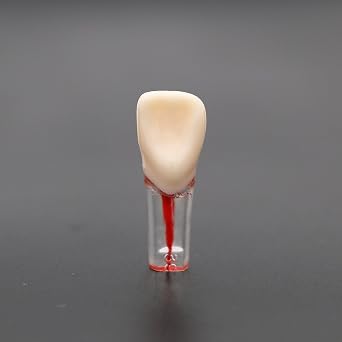 Dental Typodont Model Endodontic Root Canal Model Practice Training Pulp Cavity Study Model Teeth Model Dental Students Practice Teach M8011-Kit