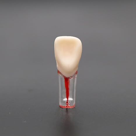 Dental Typodont Model Endodontic Root Canal Model Practice Training Pulp Cavity Study Model Teeth Model Dental Students Practice Teach M8011-Kit