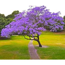 Blue Jacaranda Tree Seedling, Outdoor Garden Flower Tree, 2-6 Inch Tall