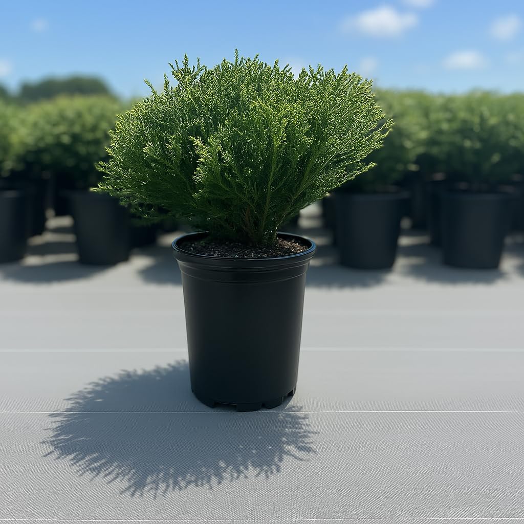 Mr. Bowling Ball Arborvitae, Dwarf Evergreen Shrub, 2ft Height, Green, 1 Trade Gallon/3 Quart