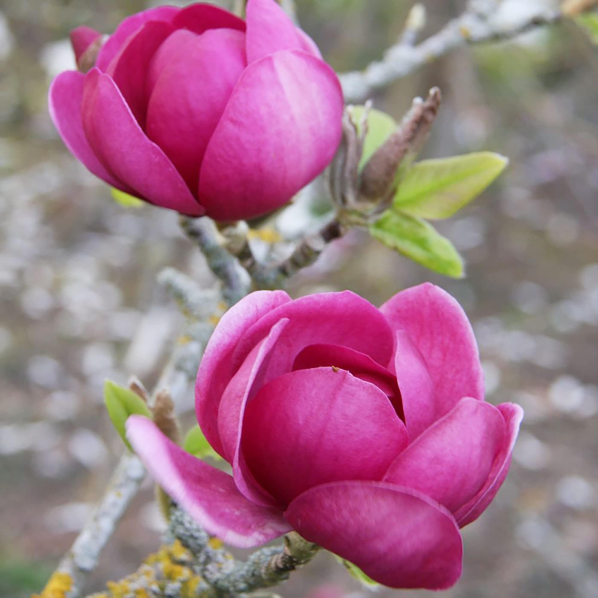 YEGAOL Garden 10Pcs Magnolia Seeds Deep Purple Black Fragrant Non-GMO Attract Birds & Butterflies Cut Flowers Fragrant Showy Flower Tree City Cottage Gardens Beds Borders Plant Flower Seeds