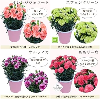 71QJp7uOSpL._AC_UF350,